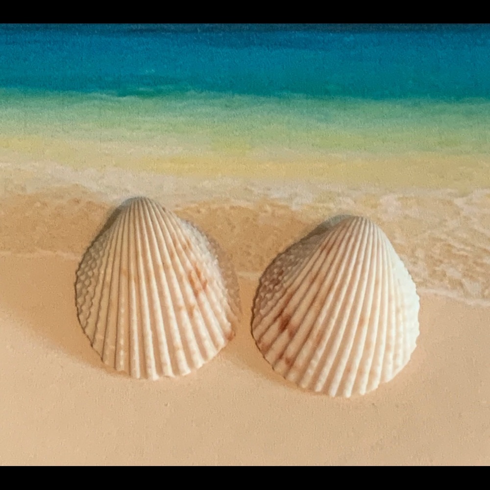 Hand-Crafted Shell Earrings